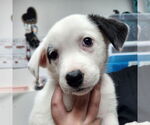 Small Labrador Retriever Mix