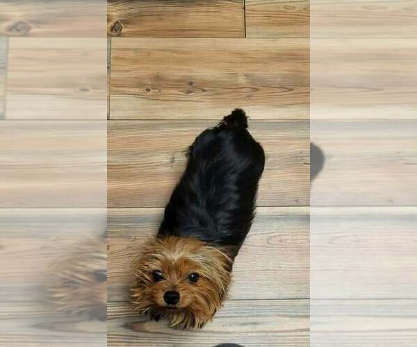 Medium Photo #6 Yorkshire Terrier Puppy For Sale in KEITHVILLE, LA, USA