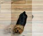 Sugar - Female Yorkshire Terrier Puppy for Sale - Photo #6