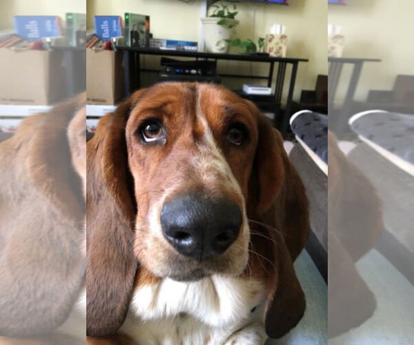 Medium Photo #1 Basset Hound Puppy For Sale in Brookville, OH, USA