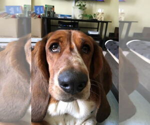 Basset Hound Dogs for adoption in Brookville, OH, USA
