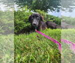 Small #7 Australian Retriever