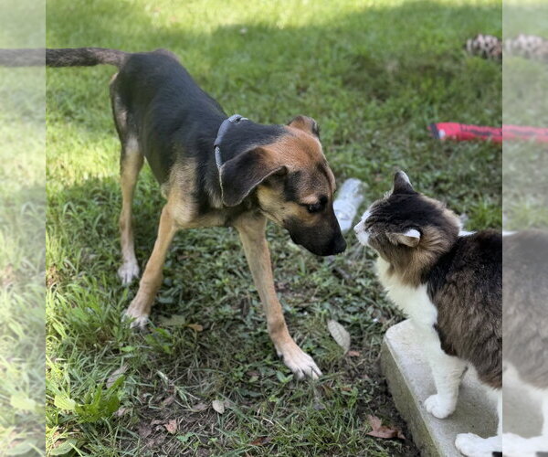 Medium Photo #2 German Shepherd Dog Puppy For Sale in Yardley, PA, USA