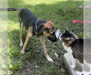 Carter - Male German Shepherd Dog Dog for Adoption - Photo #2