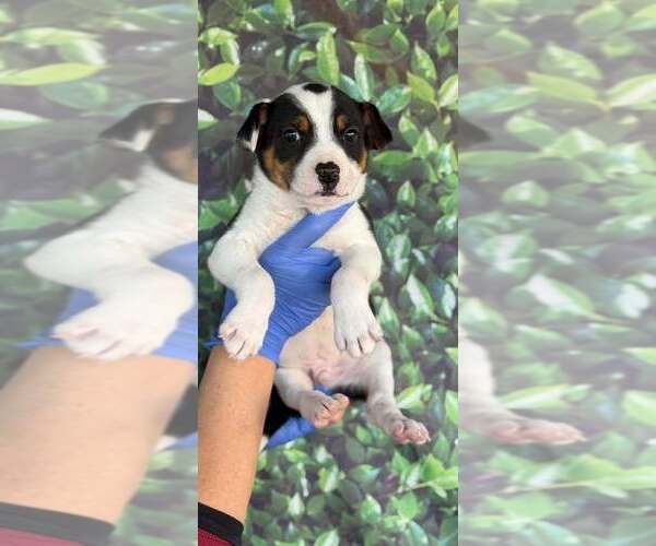 Medium Photo #1 Jack Russell Terrier-Unknown Mix Puppy For Sale in New York, NY, USA