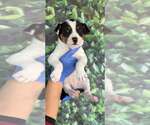 Small Jack Russell Terrier Mix