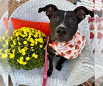 Small Photo #9 American Pit Bull Terrier-Unknown Mix Puppy For Sale in Germantown, OH, USA
