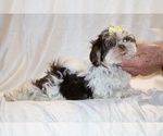 Small #16 Shih Tzu