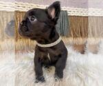 Small #1 French Bulldog