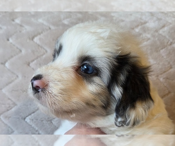 Medium Photo #13 Aussiedoodle Puppy For Sale in WILLS POINT, TX, USA