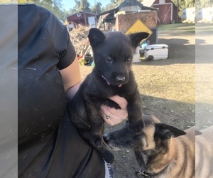 Belgian Malinois Puppy for sale in DIXON, CA, USA