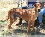 Small Photo #1 Great Dane-Rhodesian Ridgeback Mix Puppy For Sale in Bandera, TX, USA