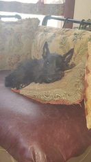 Mother of the Scottish Terrier puppies born on 03/21/2018