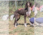 Small Poodle (Standard) Mix