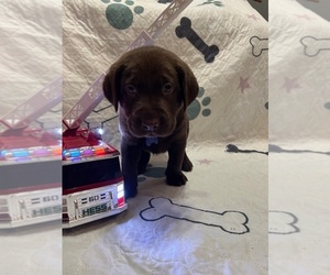 Labrador Retriever Puppy for sale in WEBSTER, FL, USA