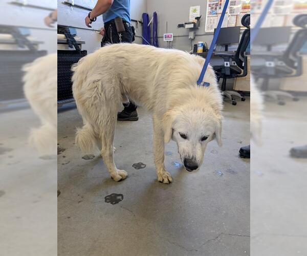 Medium Photo #1 Great Pyrenees Puppy For Sale in Camarillo, CA, USA