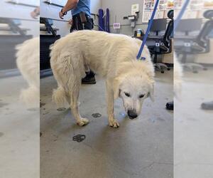 Great Pyrenees Dogs for adoption in Camarillo, CA, USA