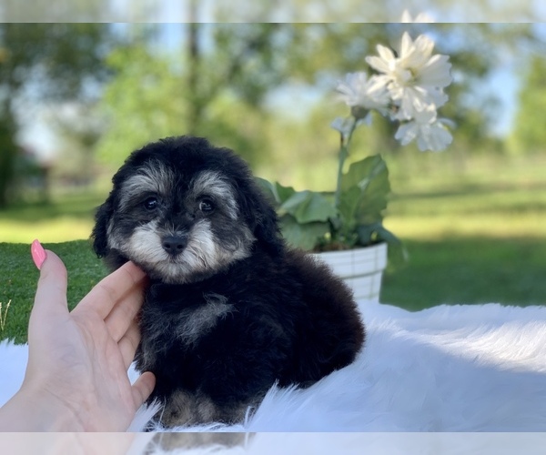 Medium Photo #1 Havanese-Poodle (Toy) Mix Puppy For Sale in HOUSTON, TX, USA