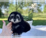 Small Photo #1 Havanese-Poodle (Toy) Mix Puppy For Sale in HOUSTON, TX, USA