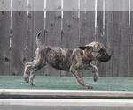 Small Photo #3 Presa Canario Puppy For Sale in OAKLEY, CA, USA