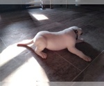 Small Photo #11 Dogo Argentino Puppy For Sale in RYAN, OK, USA