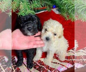 Goldendoodle Puppy for sale in SAN DIMAS, CA, USA