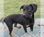 Small #2 Mountain Cur Mix