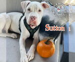 Small #23 Staffordshire Bull Terrier Mix