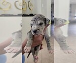 Small Photo #3 Great Dane Puppy For Sale in FORNEY, TX, USA