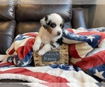 Small #1 Miniature Australian Shepherd