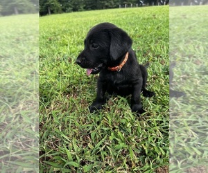 Labrador Retriever Puppy for sale in AMHERST, VA, USA