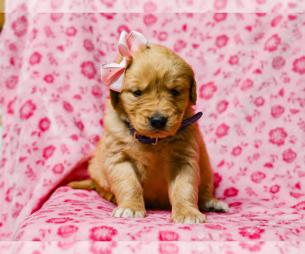 Medium Photo #5 Golden Retriever Puppy For Sale in LIBERTY, KY, USA