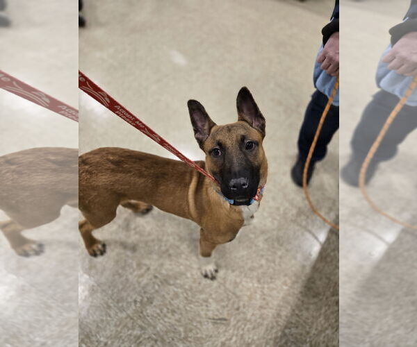 Medium Photo #7 Mutt Puppy For Sale in Minneapolis, MN, USA