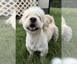 Small #5 Poodle (Miniature)