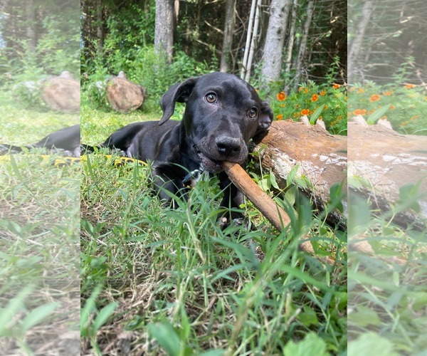 Medium Photo #9 Mutt Puppy For Sale in Derwood, MD, USA