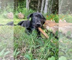 Small #8 Mutt