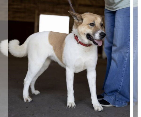 Medium Photo #1 Akita-German Shepherd Dog Mix Puppy For Sale in Pottstown, PA, USA