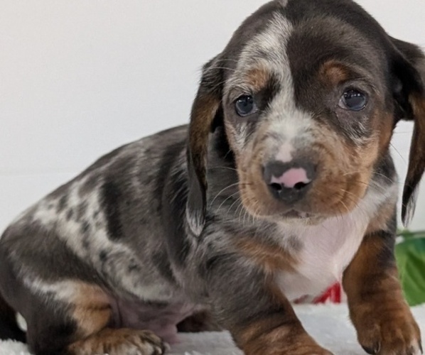 Medium Photo #2 Dachshund Puppy For Sale in GOSHEN, IN, USA
