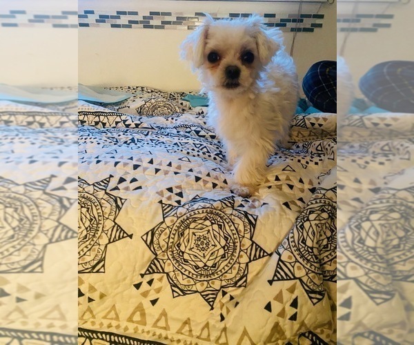 Medium Photo #6 Maltese Puppy For Sale in LAKE STEVENS, WA, USA