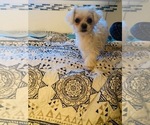 Small #5 Maltese