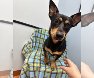Dachshund-Unknown Mix Dogs for adoption in Weston, FL, USA