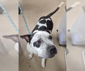 BLU MOON - Male Mutt Dog for Adoption - Photo #2