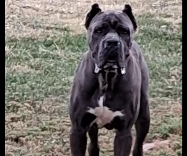 Medium Photo #1 Cane Corso Puppy For Sale in ELGIN, OK, USA