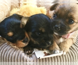 Chorkie Puppy for sale in BOWIE, MD, USA