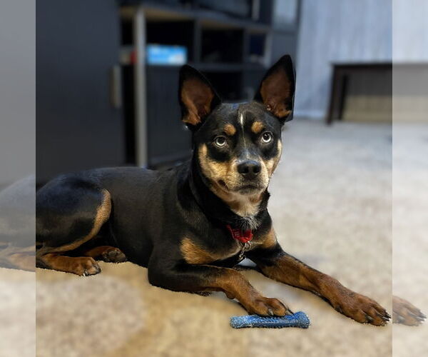 Medium Photo #7 Miniature Pinscher-Unknown Mix Puppy For Sale in Fargo, ND, USA