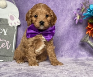 Cavapoo Puppy for sale in LANCASTER, PA, USA