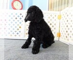 Small Photo #7 Poodle (Standard) Puppy For Sale in SPRING HILL, FL, USA