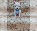 Small #1 Chihuahua