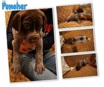 Small Photo #2 German Shorthaired Pointer Puppy For Sale in PLAINVIEW, TX, USA