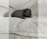 Small Photo #6 French Bulldog Puppy For Sale in NAMPA, ID, USA